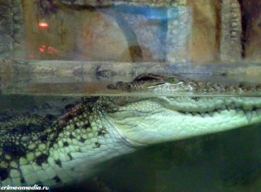 Из-за отключения электроэнергии в Крыму в одном из зоопарков Зубкова умер крокодил