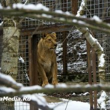 Крымский зоопарк зимой: достижения и проблемы