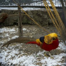 Крымский зоопарк зимой: достижения и проблемы