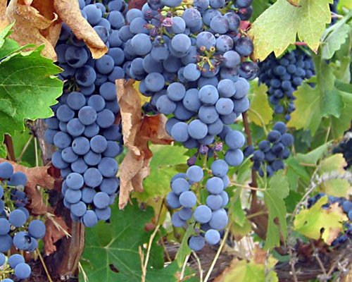 В Сакском районе Крыма высадили  виноградник в виде карты России