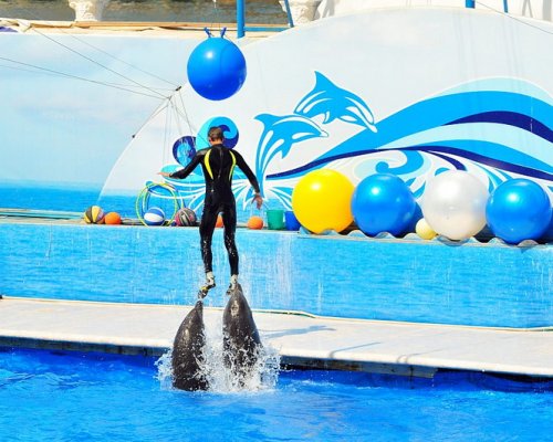 В севастопольском дельфинарии проводятся бесплатные представления