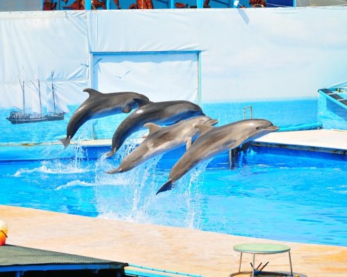 В севастопольском дельфинарии проводятся бесплатные представления