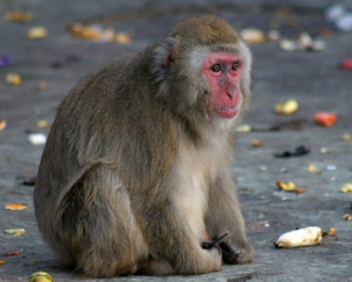 В ялтинском зоопарке после прокурорской проверки погибла обезьяна